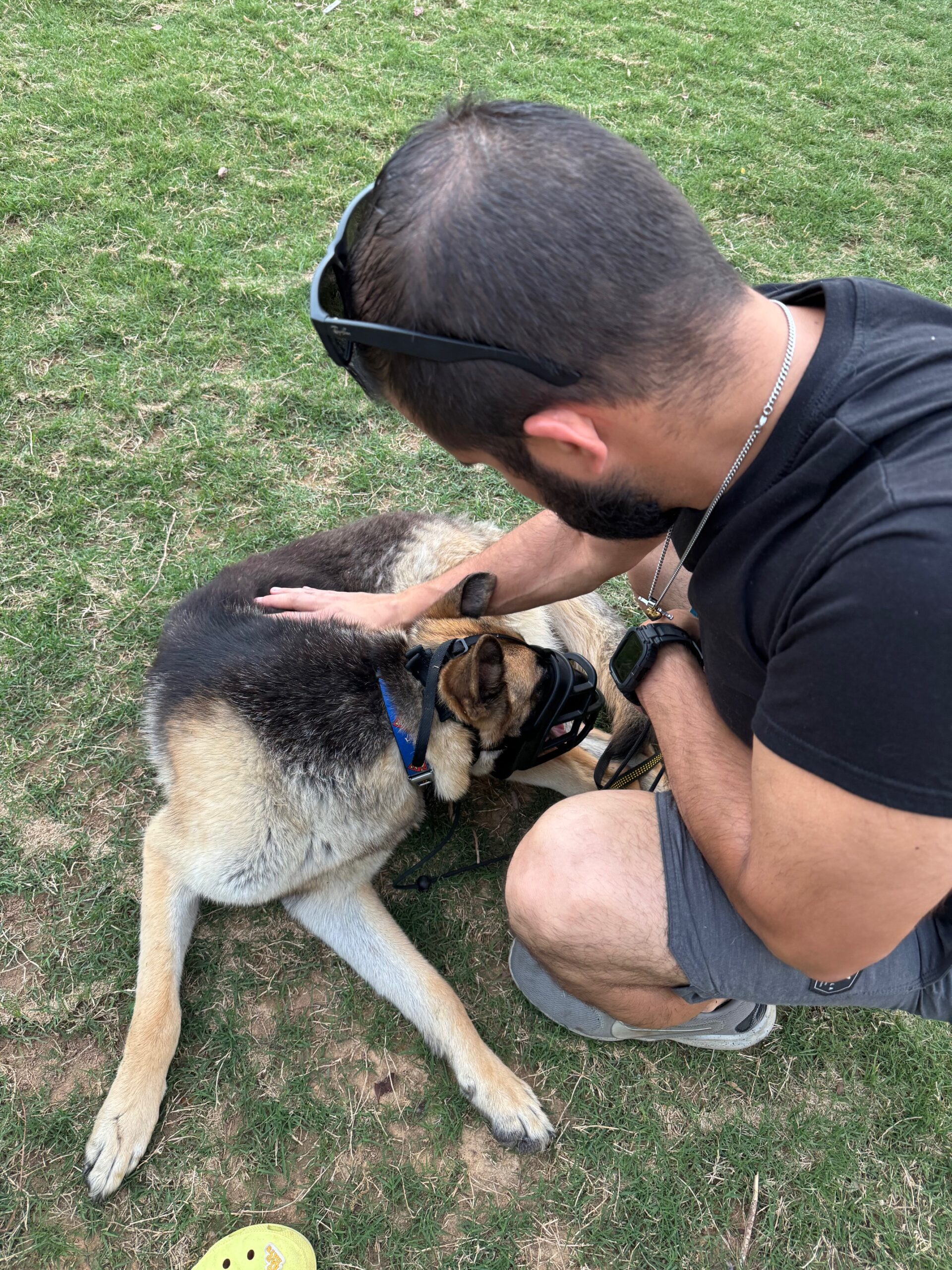 obedient Companions K-9 Training and Ranger